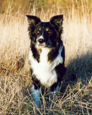 Dusty stehend -Gras 02-02.jpg